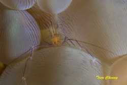 Shrimp @ Moalboal by Taco Cheung 